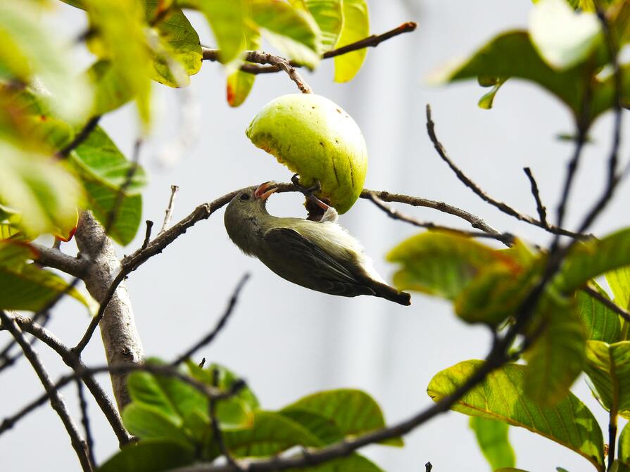 Vogel isst Apfel vom Baum